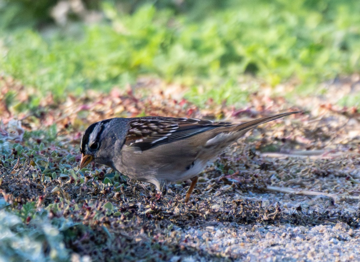 White-crowned Sparrow - ML644723318