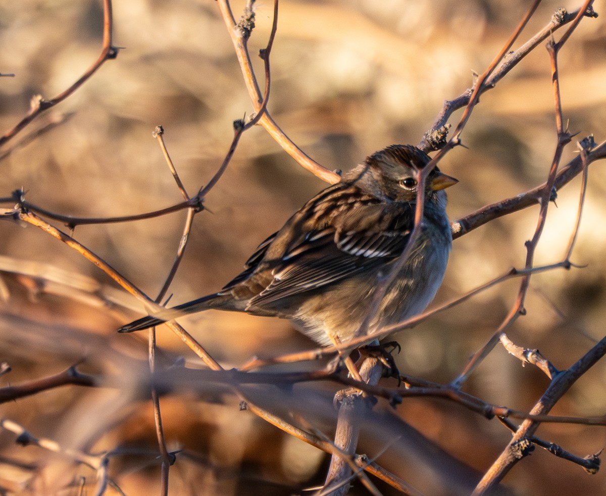 White-crowned Sparrow - ML644723319