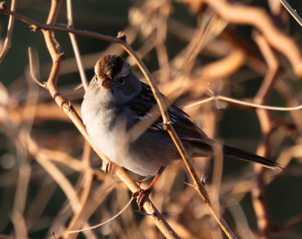 White-crowned Sparrow - ML644723320