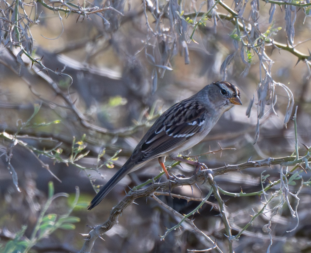 White-crowned Sparrow - ML644723321
