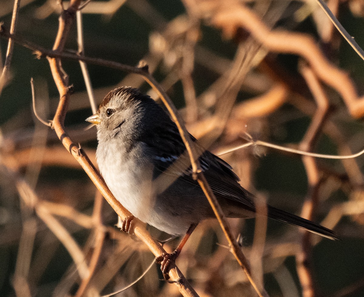 White-crowned Sparrow - ML644723322
