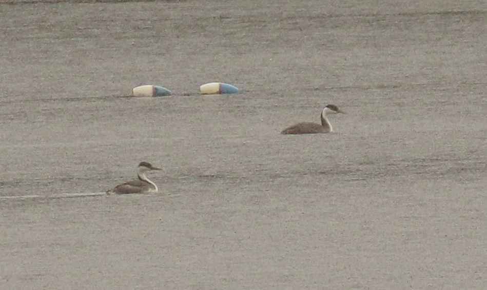 Western Grebe - ML644723331