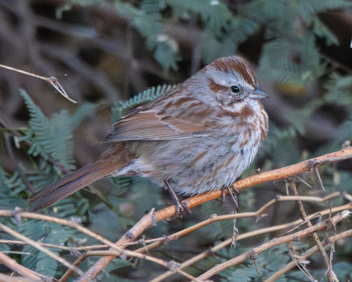 Song Sparrow - ML644723332