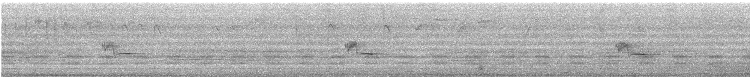 špaček bělokrký (ssp. torquata) - ML644723334