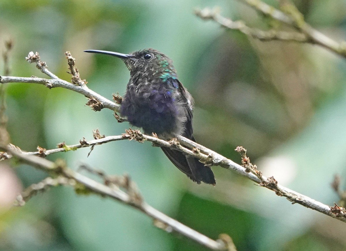 Fork-tailed Woodnymph - ML644723343