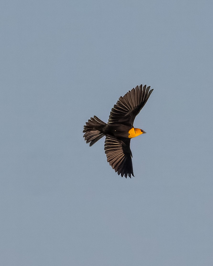 Yellow-headed Blackbird - ML644723344