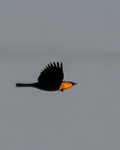 Yellow-headed Blackbird - ML644723345