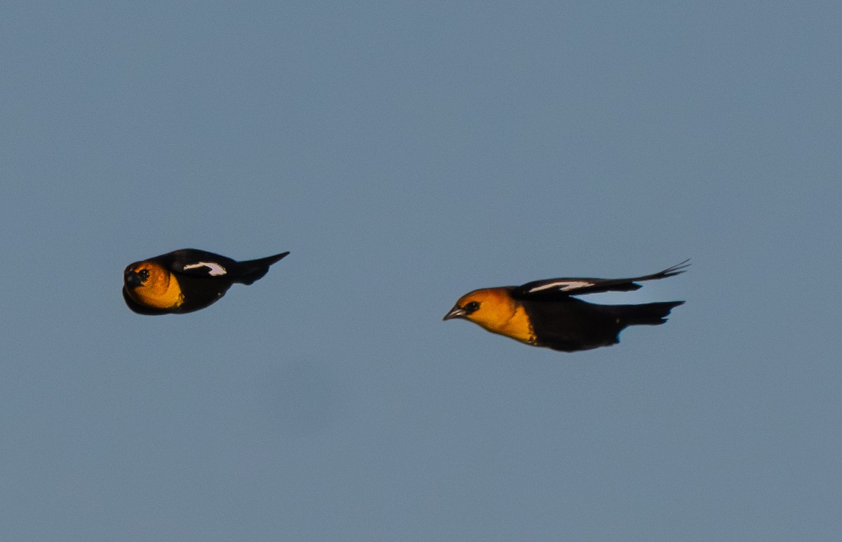 Yellow-headed Blackbird - ML644723346