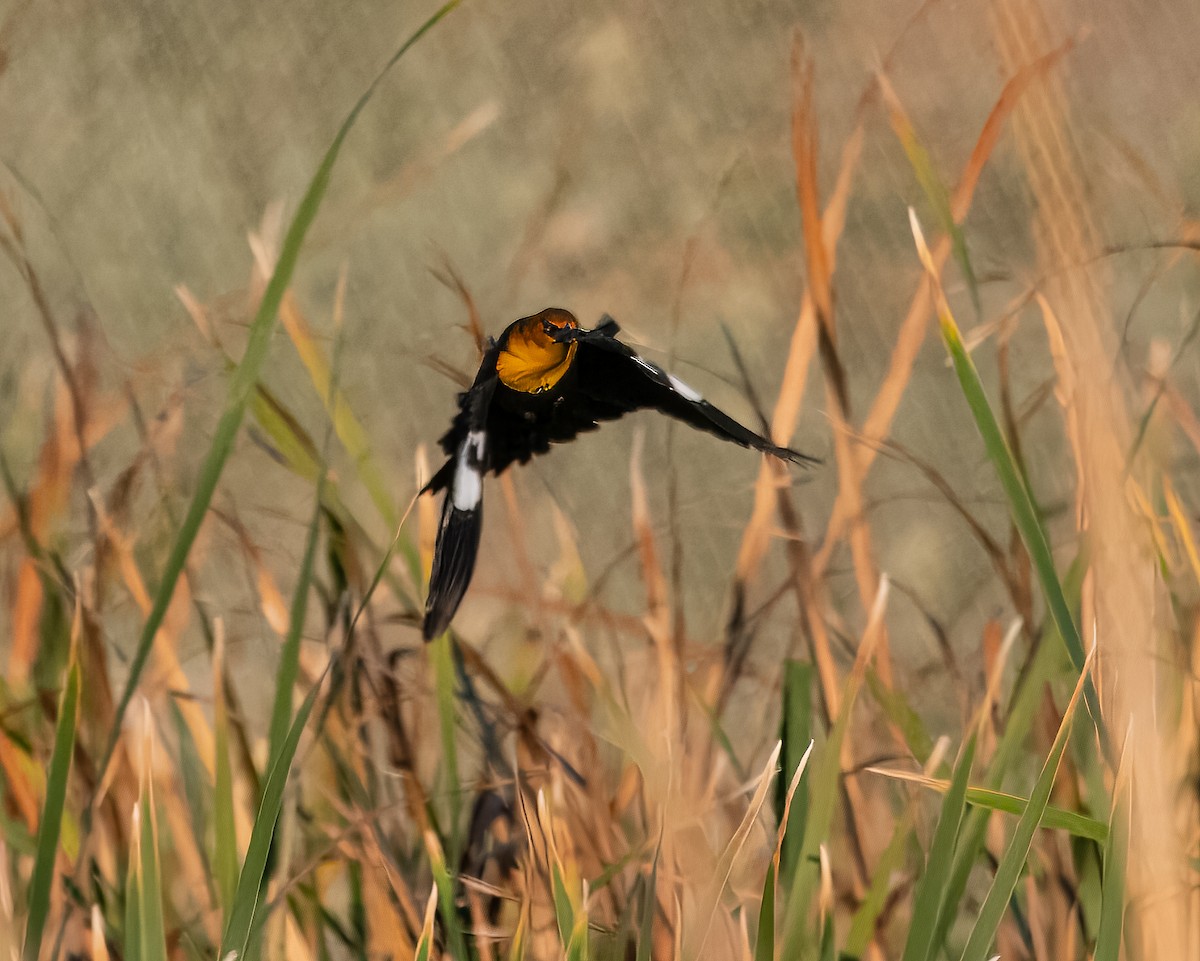 שחרורית צהובת-ראש - ML644723347