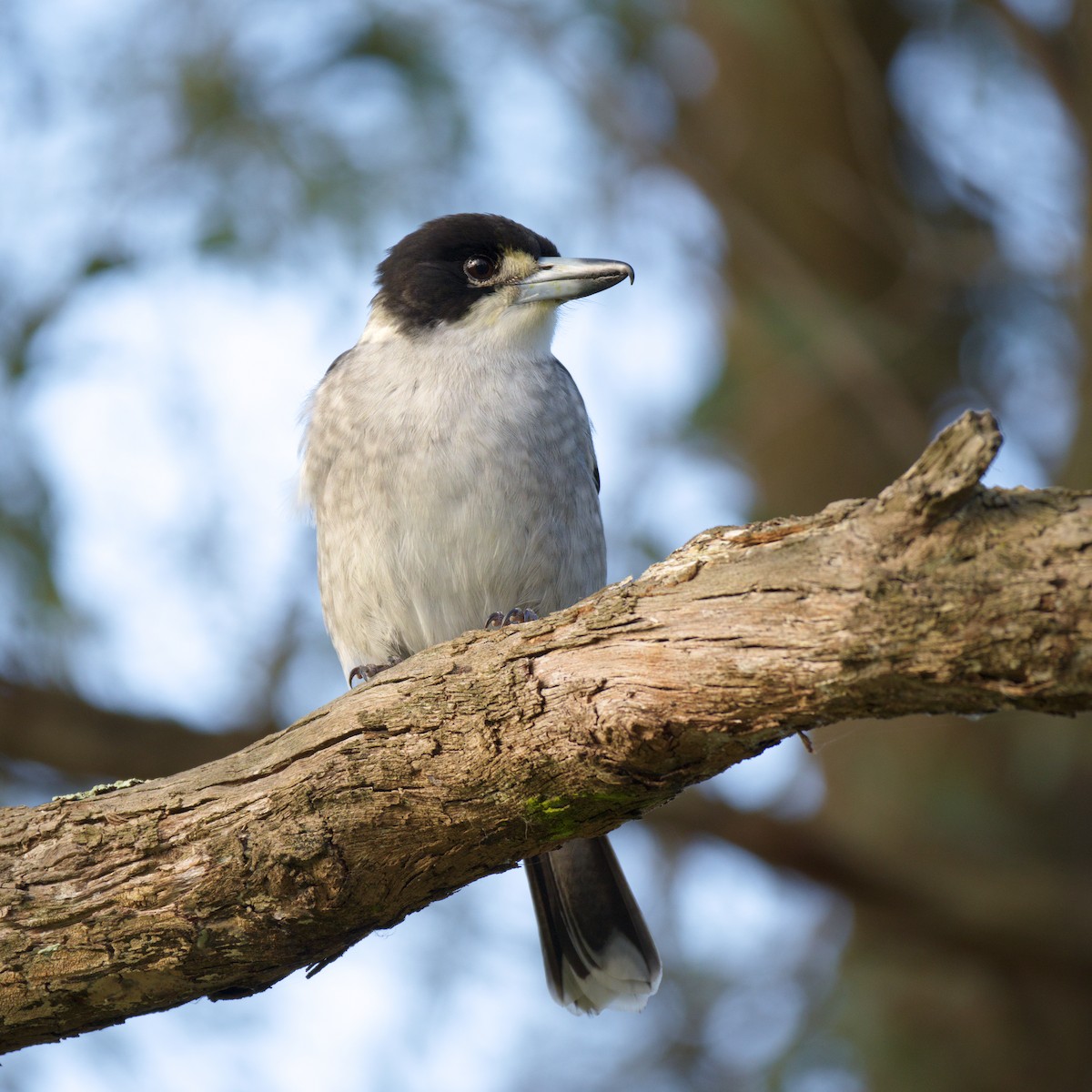 Gray Butcherbird - ML644723349