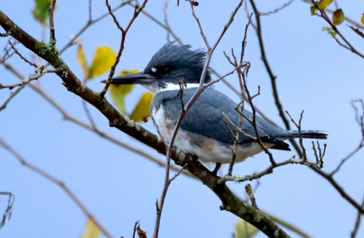 שלדג אמריקני - ML644723355