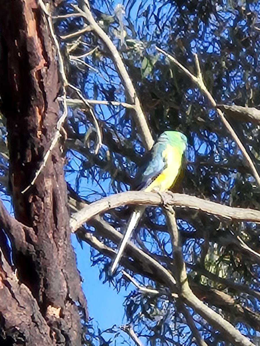 Red-rumped Parrot - ML644723357