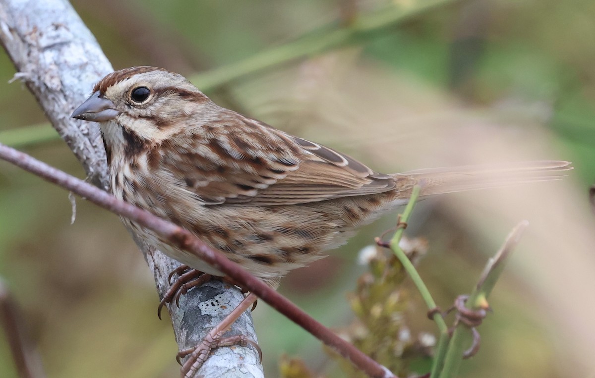 גיבתונית רוננת - ML644723358