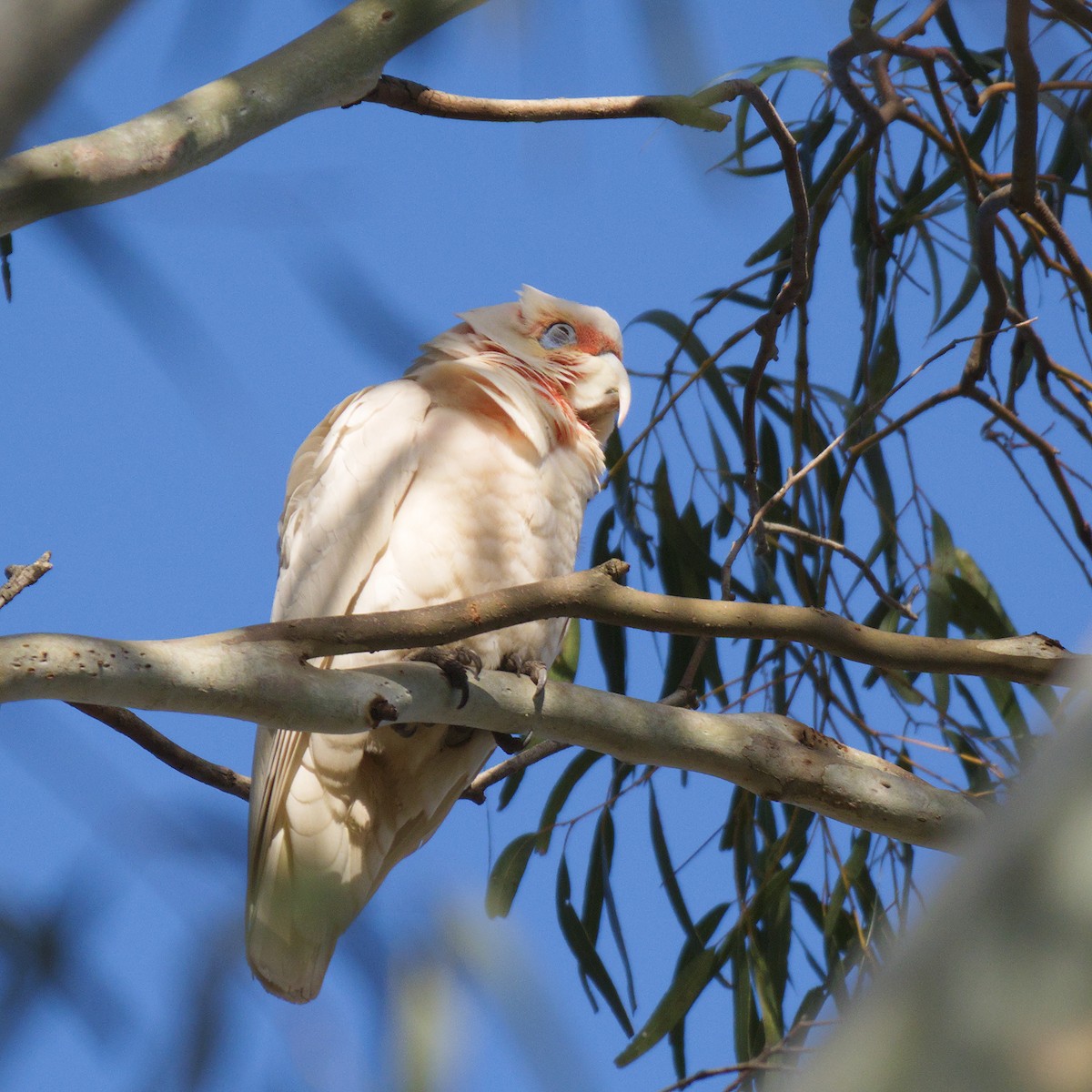 Long-billed Corella - ML644723359