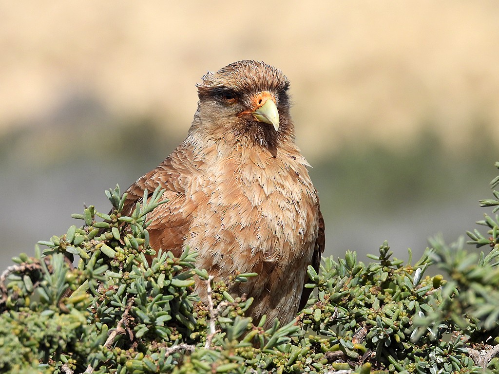 Chimango Caracara - ML644723360