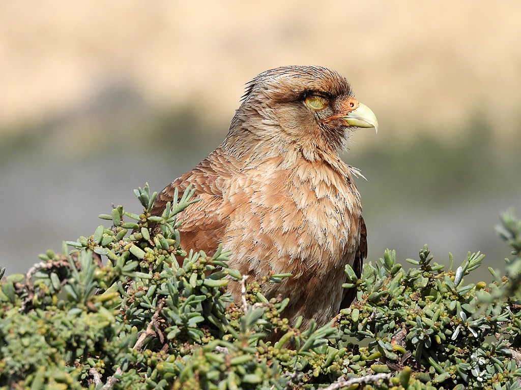 Chimango Caracara - ML644723361