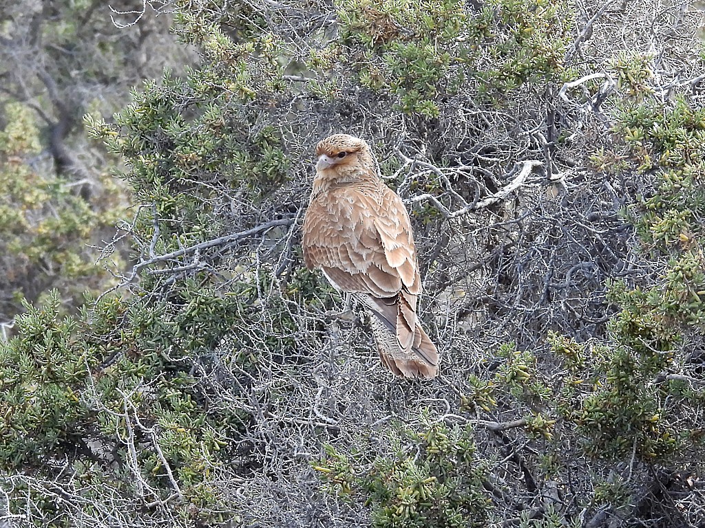 Chimango Caracara - ML644723362