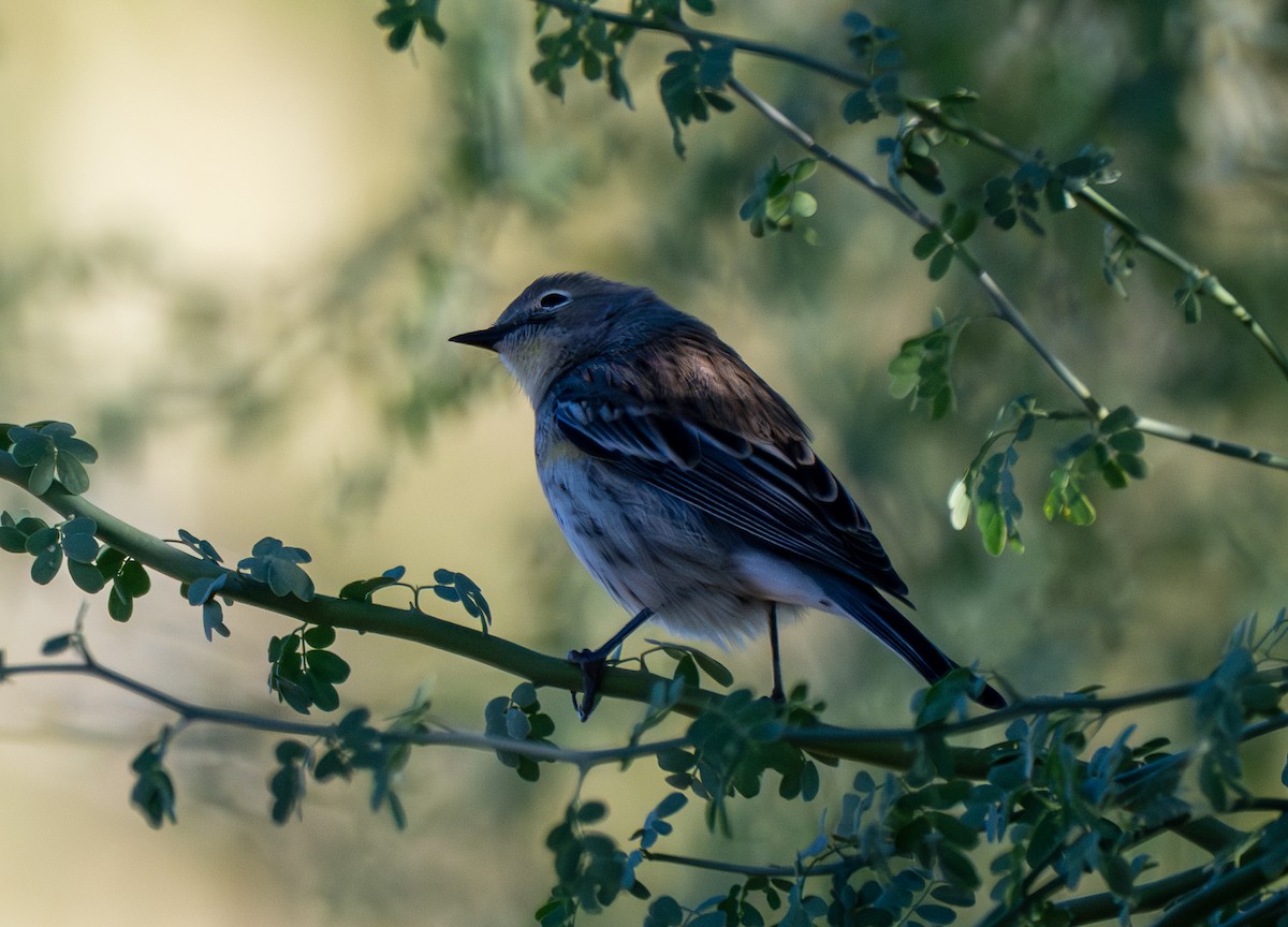 סבכון הכתר - ML644723364