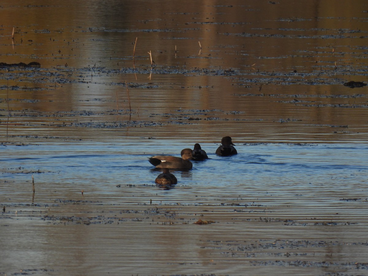 ברווז אפור - ML644723366