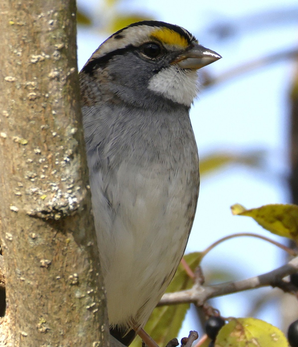גיבתונית לבנת-גרון - ML644723367