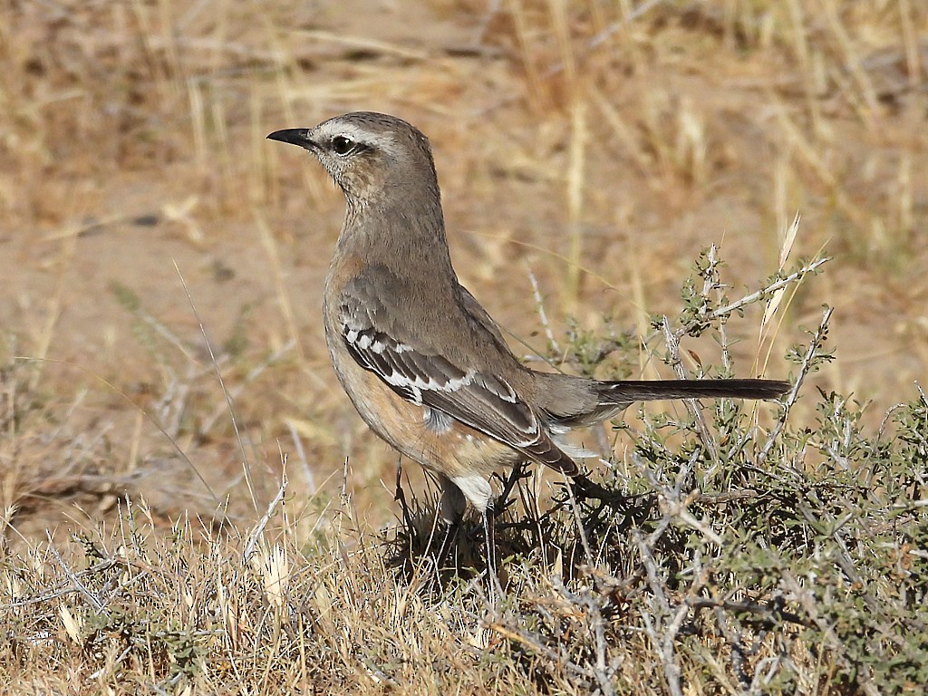 Patagonian Mockingbird - ML644723368
