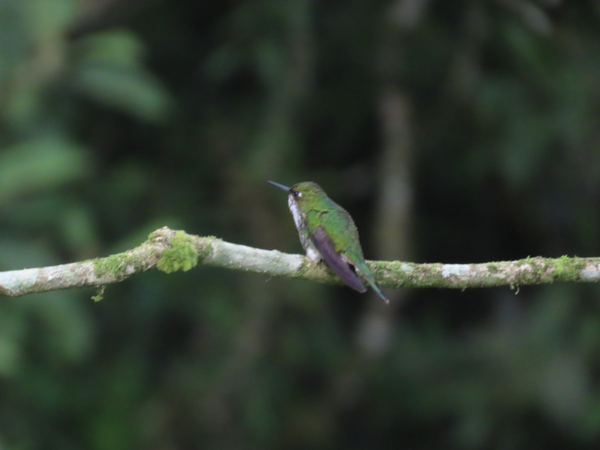 White-booted Racket-tail - ML644723370