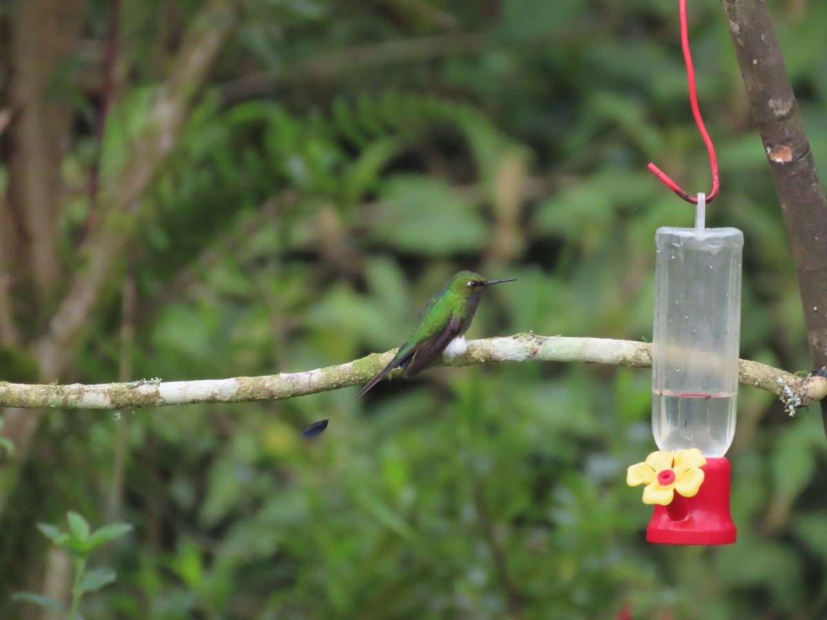 White-booted Racket-tail - ML644723371