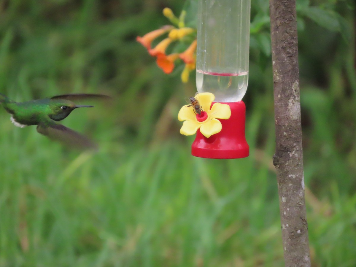 White-booted Racket-tail - ML644723372