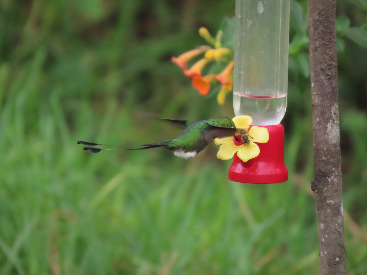 White-booted Racket-tail - ML644723373