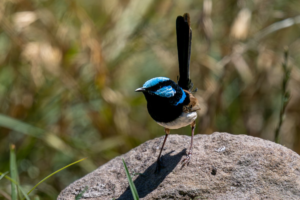 Superb Fairywren - ML644723377