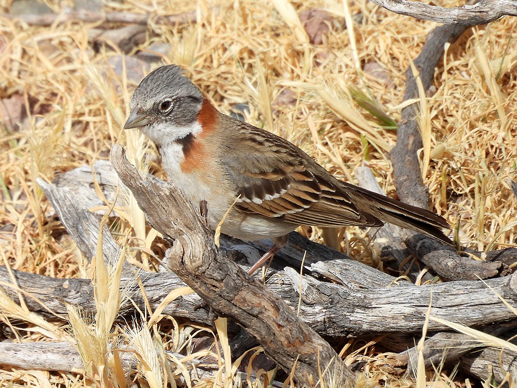 Rufous-collared Sparrow - ML644723378