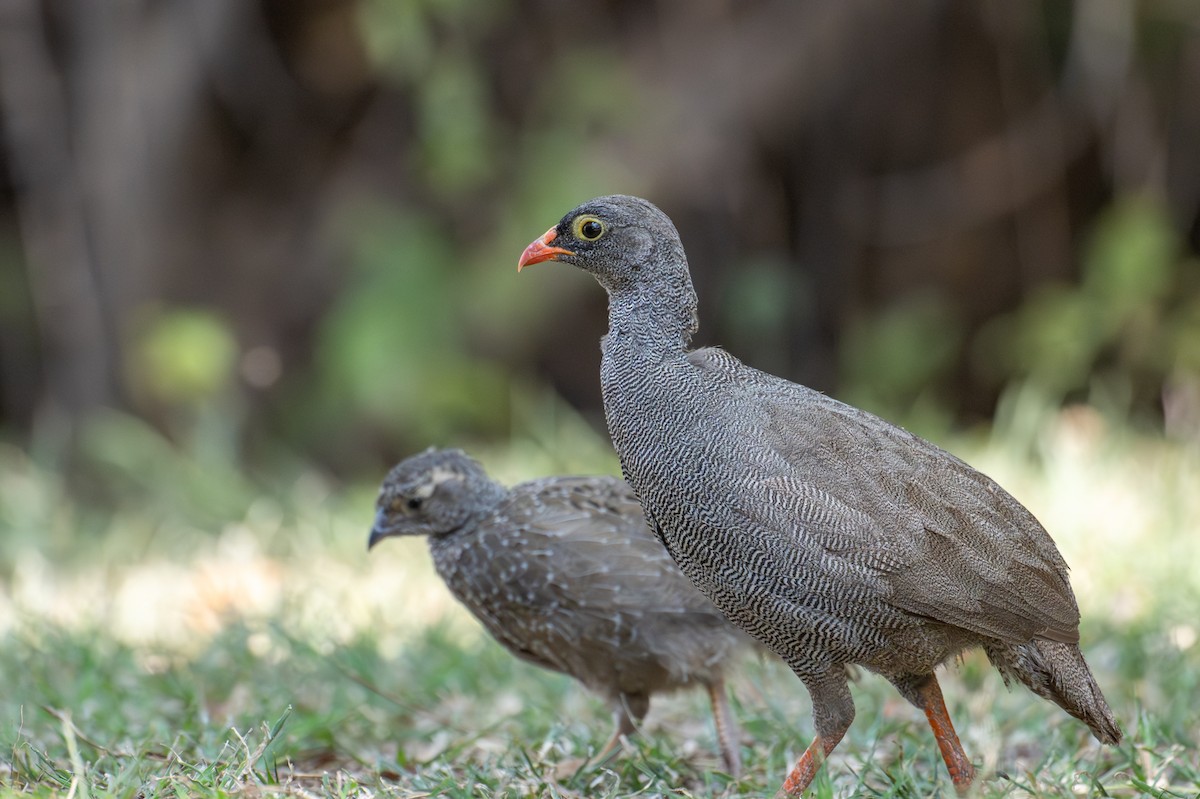 Red-billed Spurfowl - ML644723380