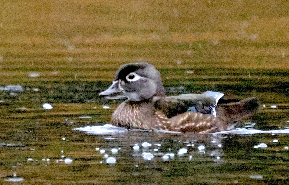 מנדרין אמריקני - ML644723386