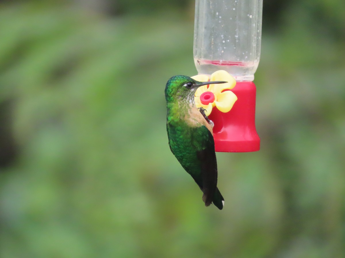 andessylfe - ML644723388