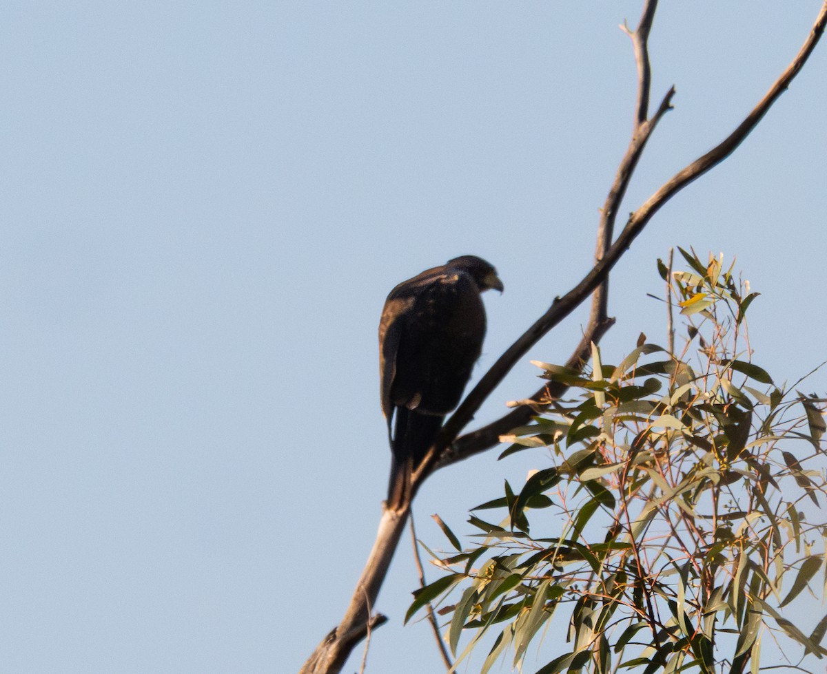 Harris's Hawk - ML644723391