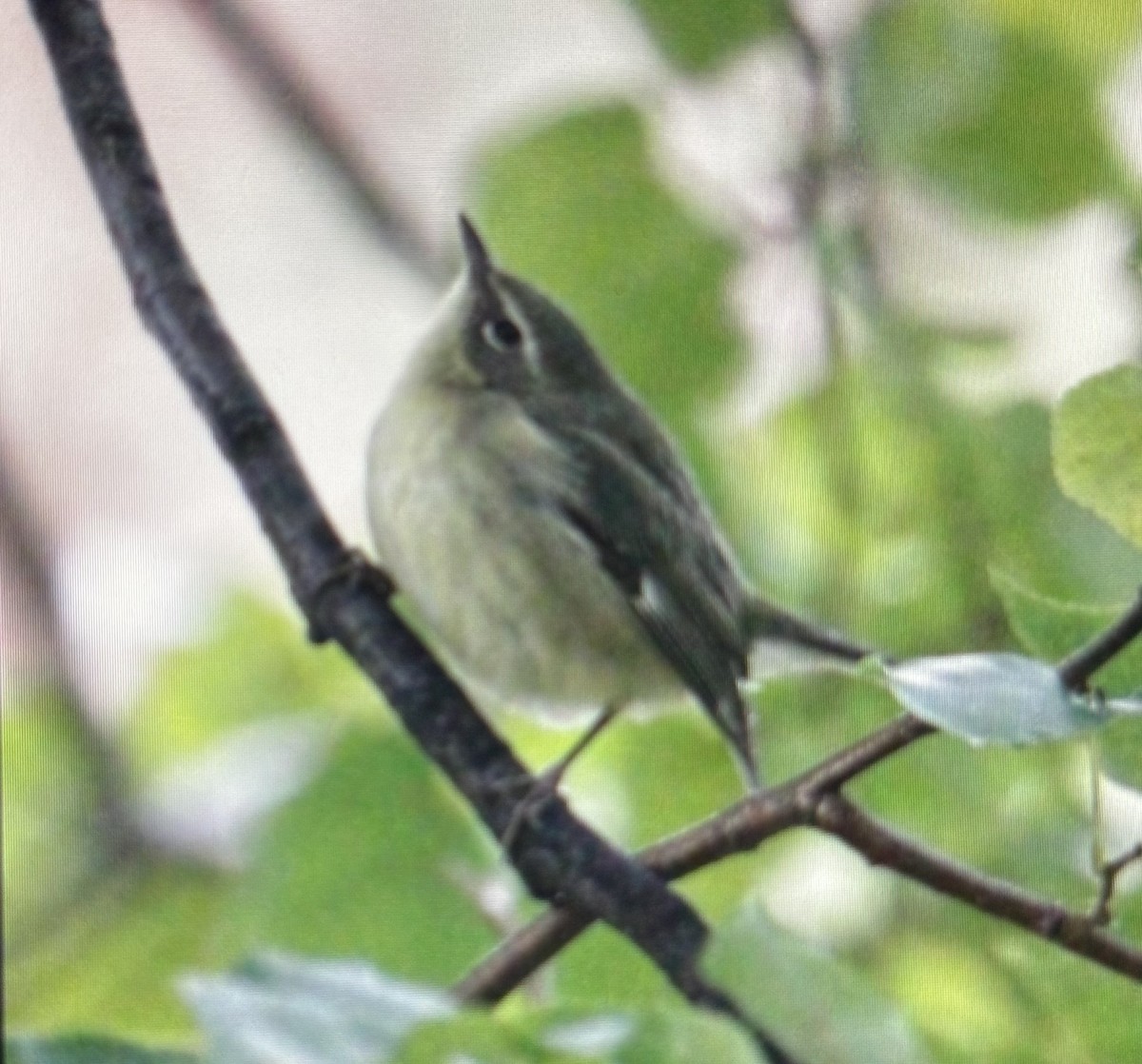 סבכון שחור-גרון - ML644723394