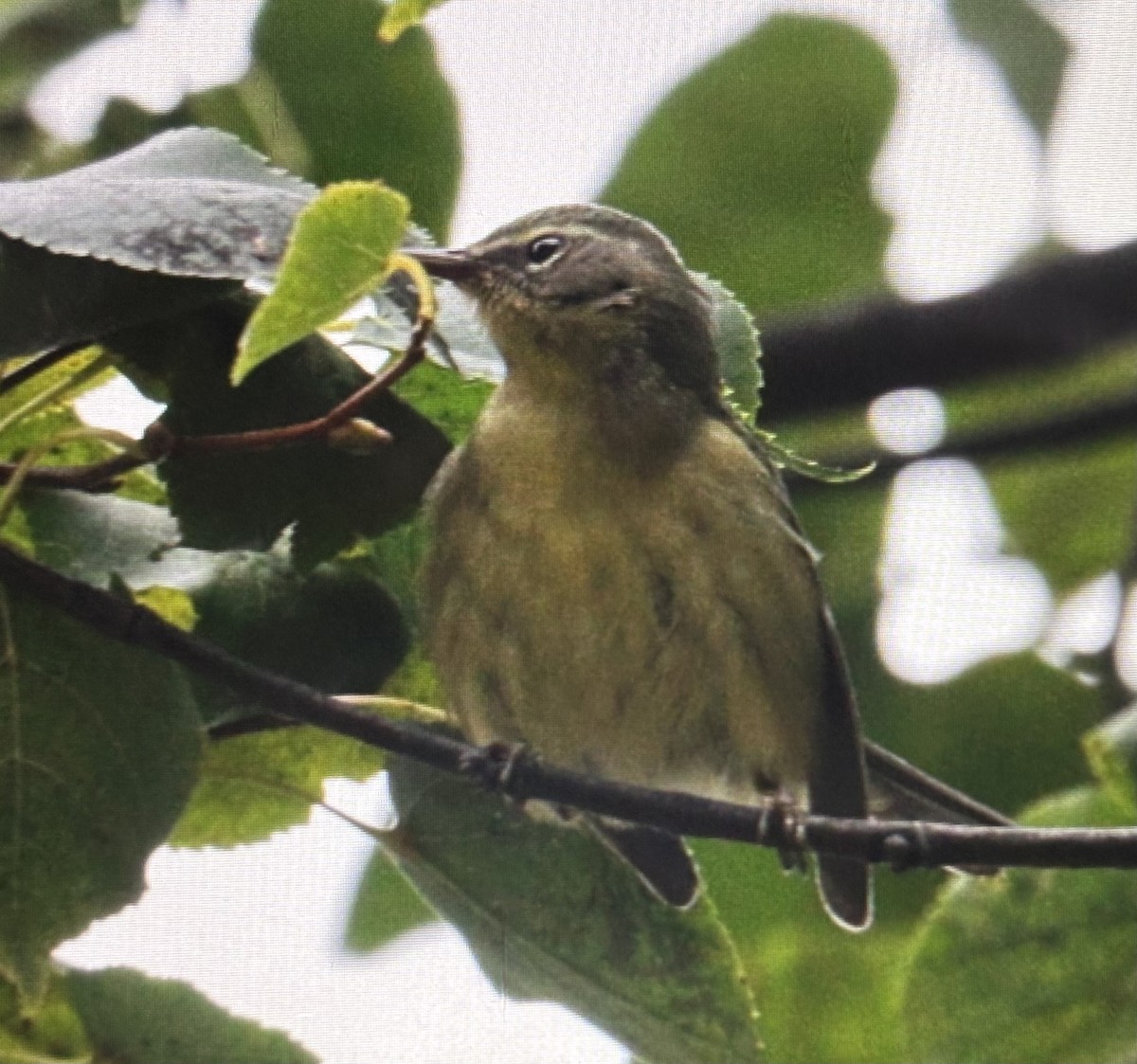 סבכון שחור-גרון - ML644723395