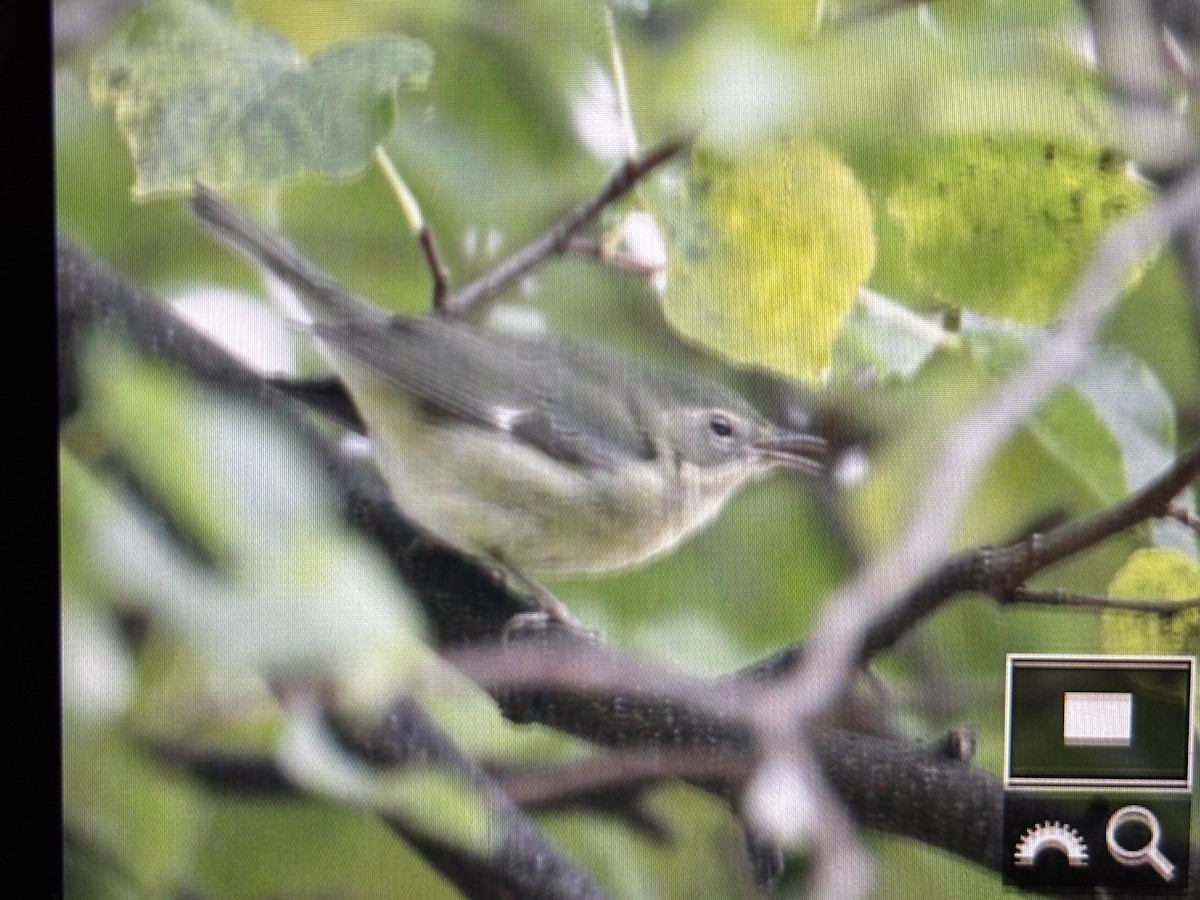 סבכון שחור-גרון - ML644723398