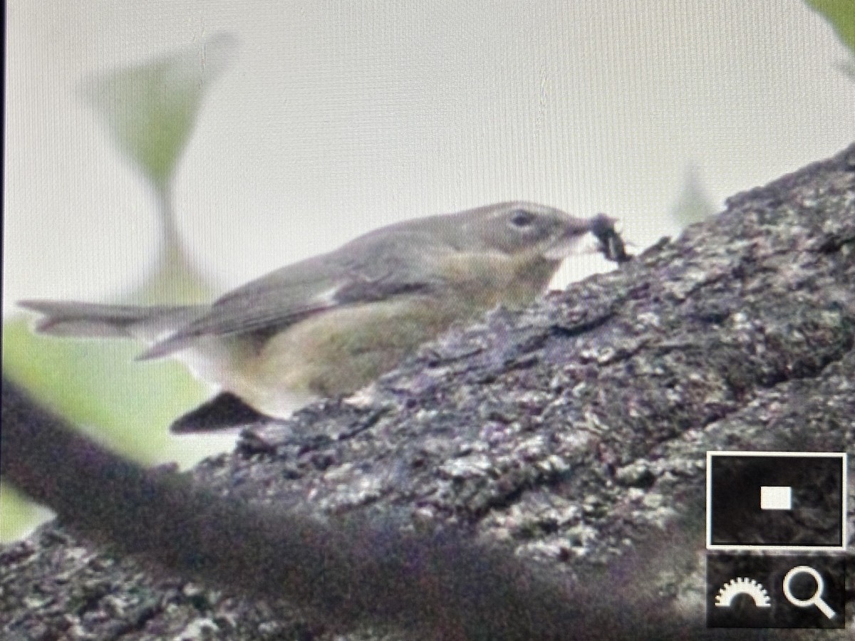 סבכון שחור-גרון - ML644723399