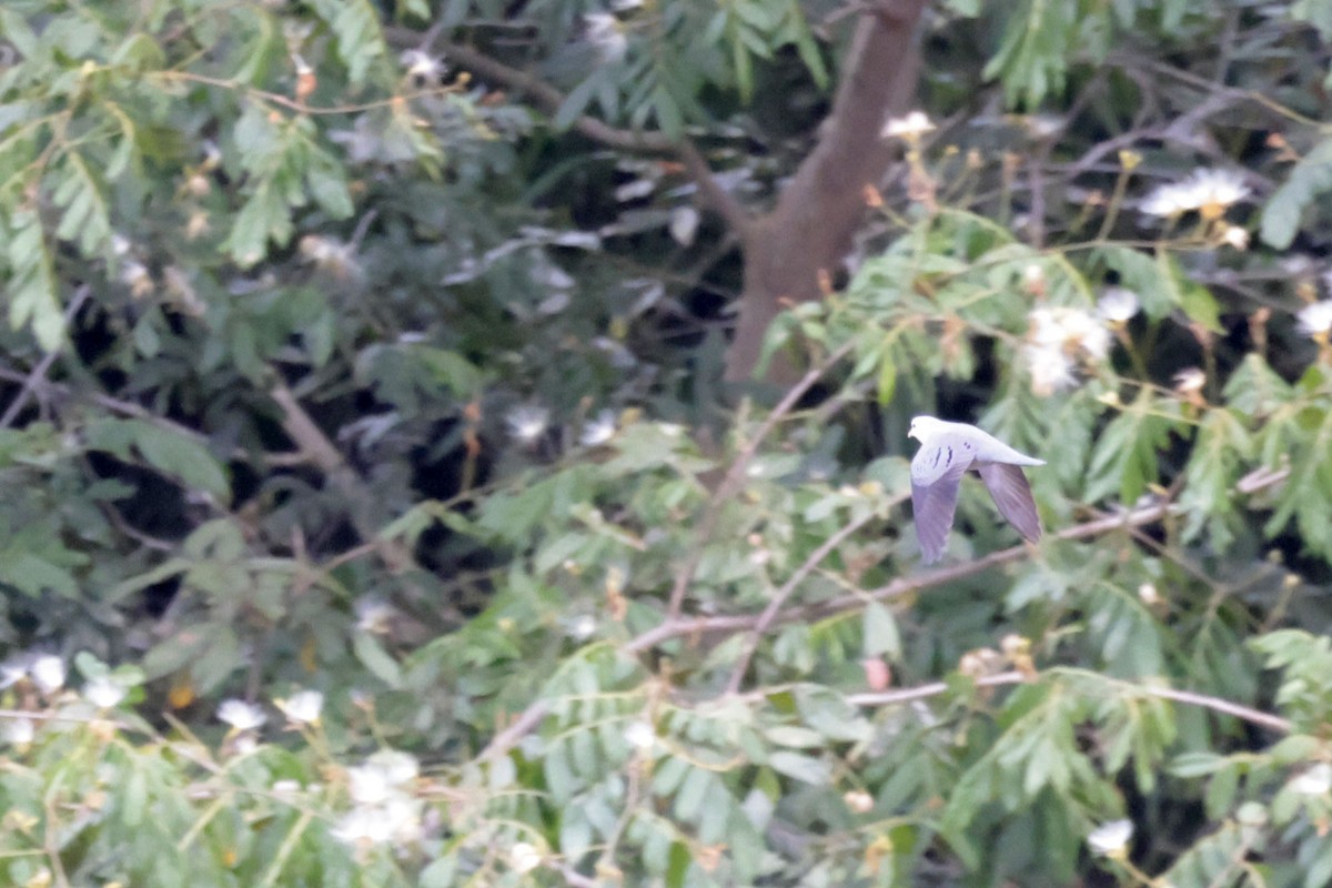 Blue Ground Dove - ML644723408