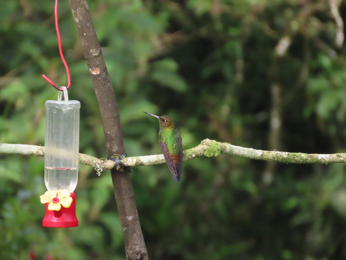 kobberhodedunfot - ML644723413