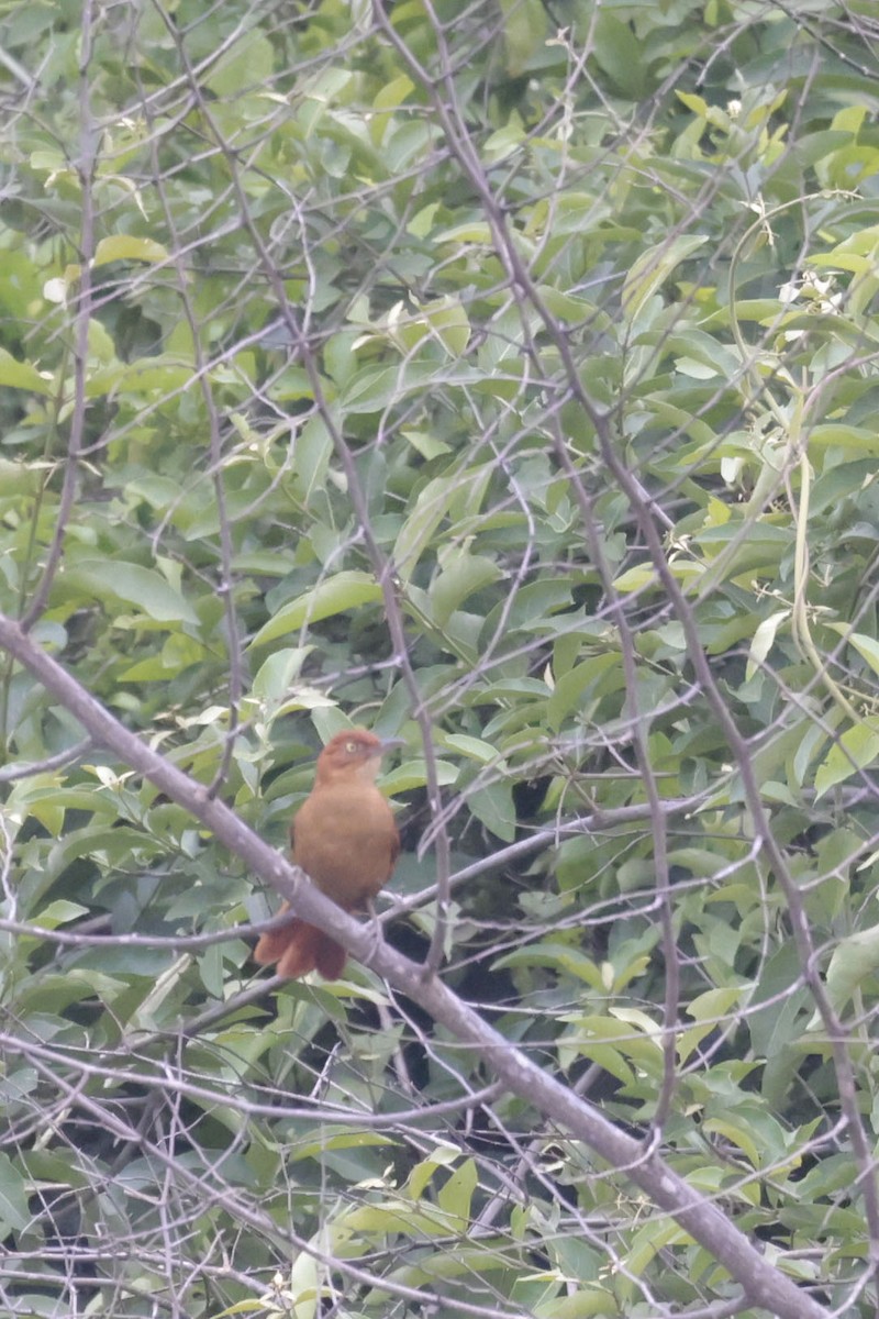 Chestnut-capped Foliage-gleaner - ML644723418