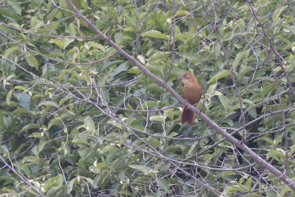 Chestnut-capped Foliage-gleaner - ML644723419