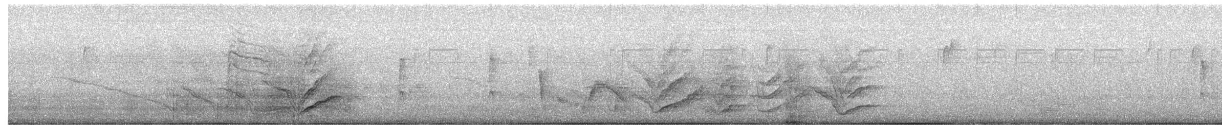 Great-tailed Grackle (Great-tailed) - ML644723445