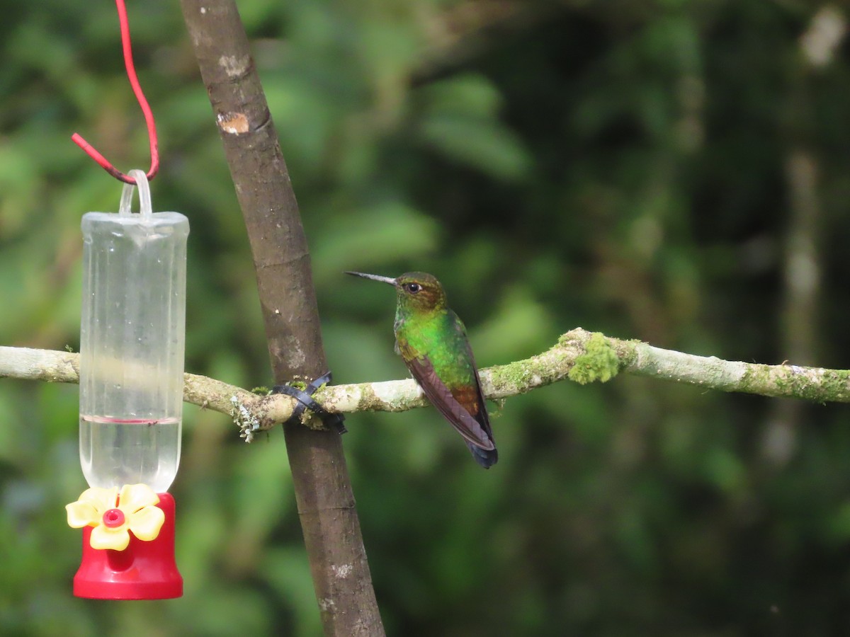 kobberhodedunfot - ML644723448