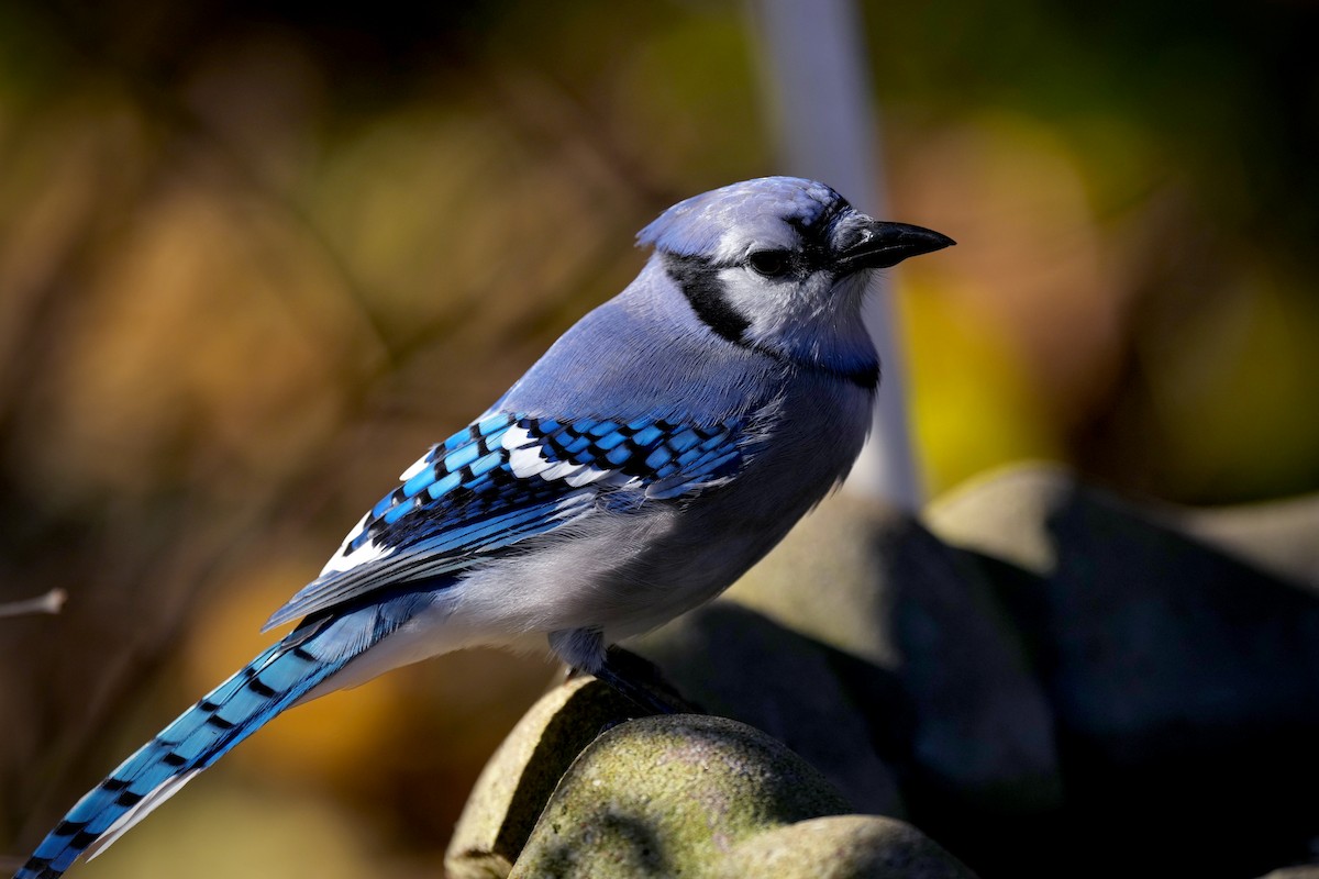 Blue Jay - ML644723449