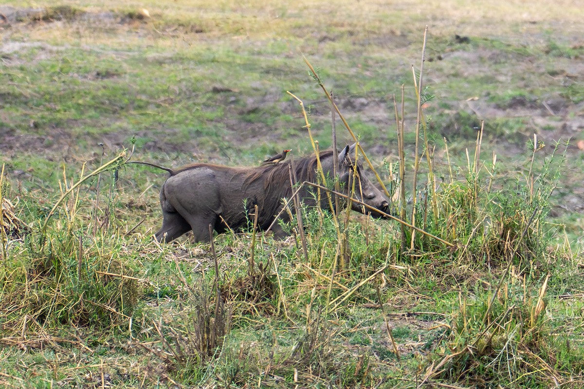 rødnebboksehakker - ML644723450