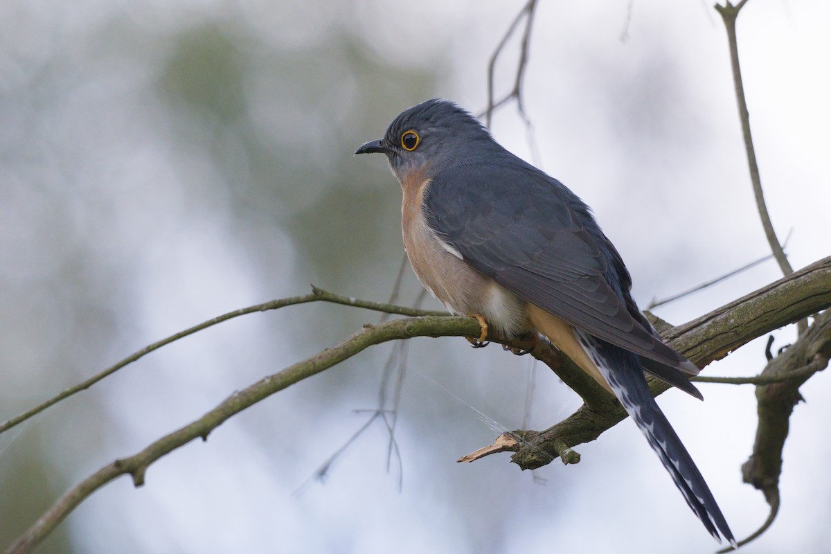 Fan-tailed Cuckoo - ML644723455