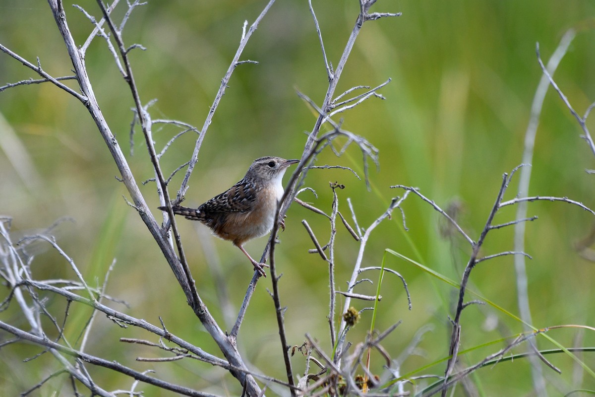 Cucarachero Culibarrado - ML644723456