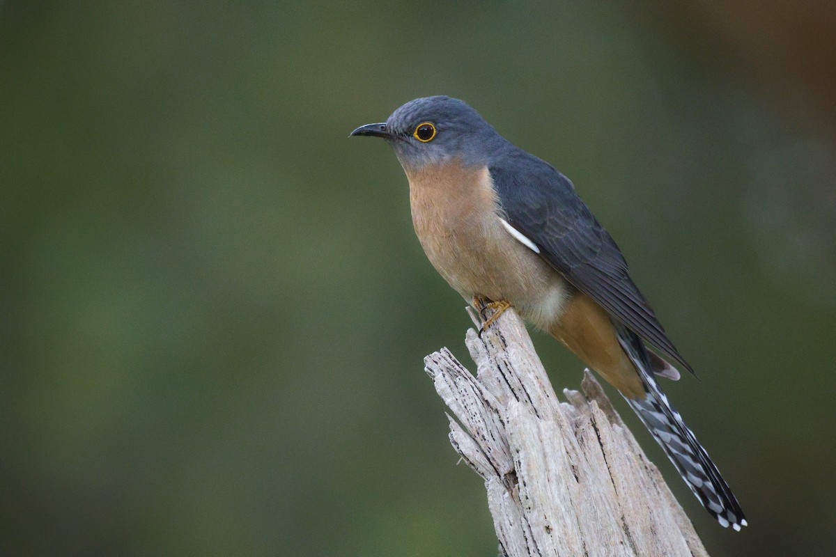 Fan-tailed Cuckoo - ML644723468